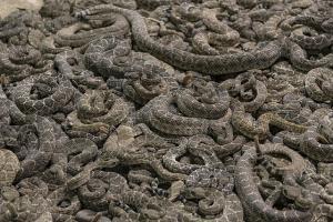 significado de sueño con muchas serpientes