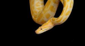 significado de sueño con serpiente amarilla