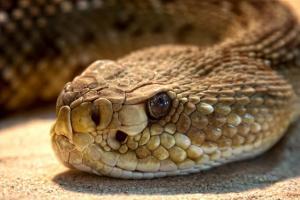 significado de sueño con serpientes grandes