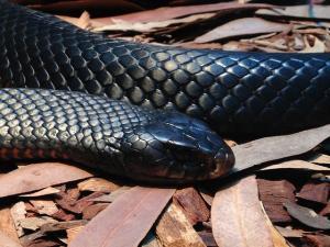 significado de sueño con serpiente negra