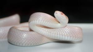 significado de sueño con serpiente blanca