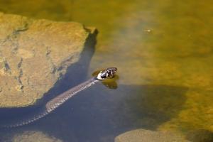 significado de sueño con serpiente en el agua