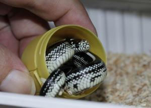significado de sueño con serpiente pequeña