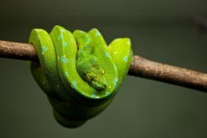 significado de sueño con serpiente verde